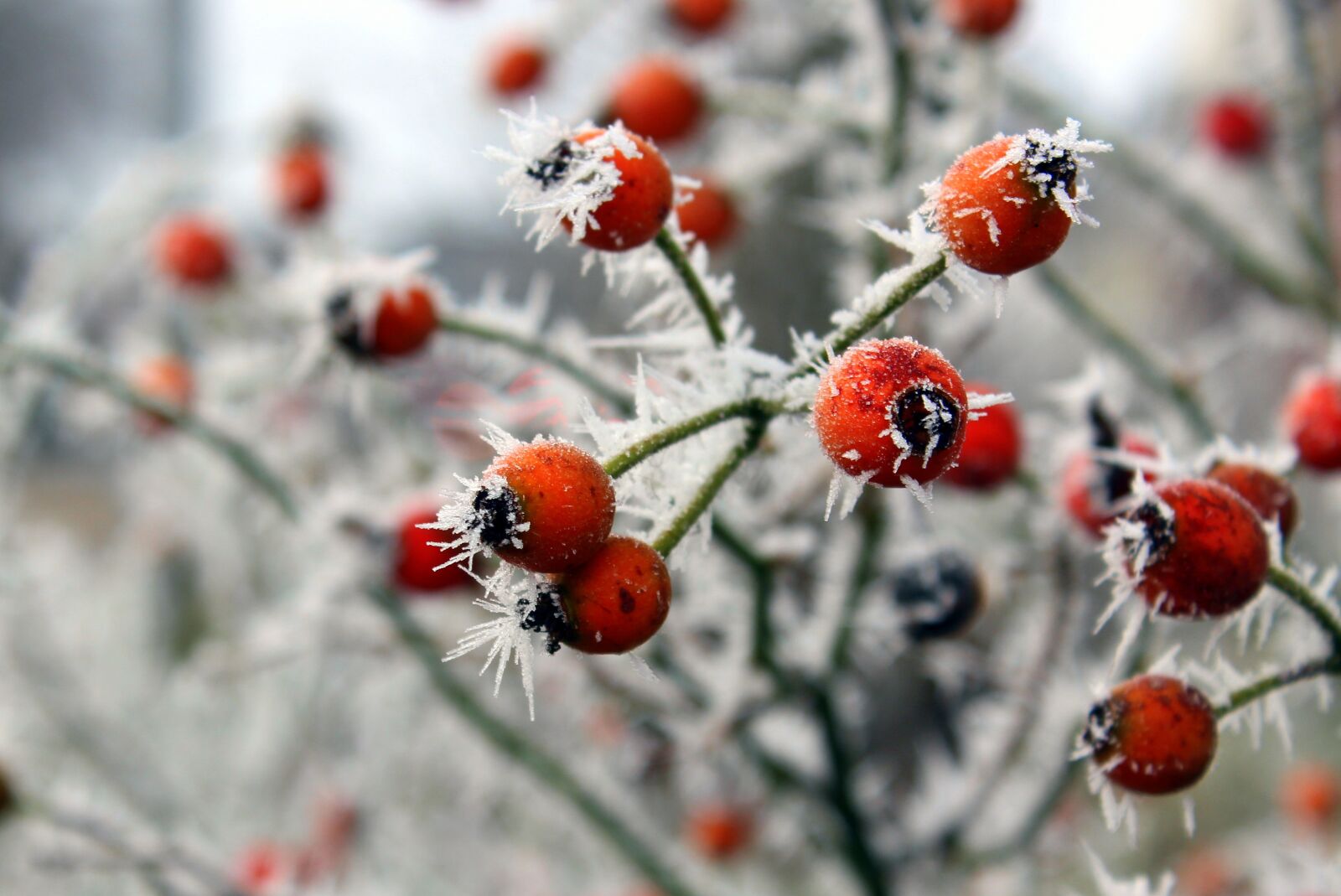 Canon EOS 600D (Rebel EOS T3i / EOS Kiss X5) sample photo. Winter, ripe, nature photography