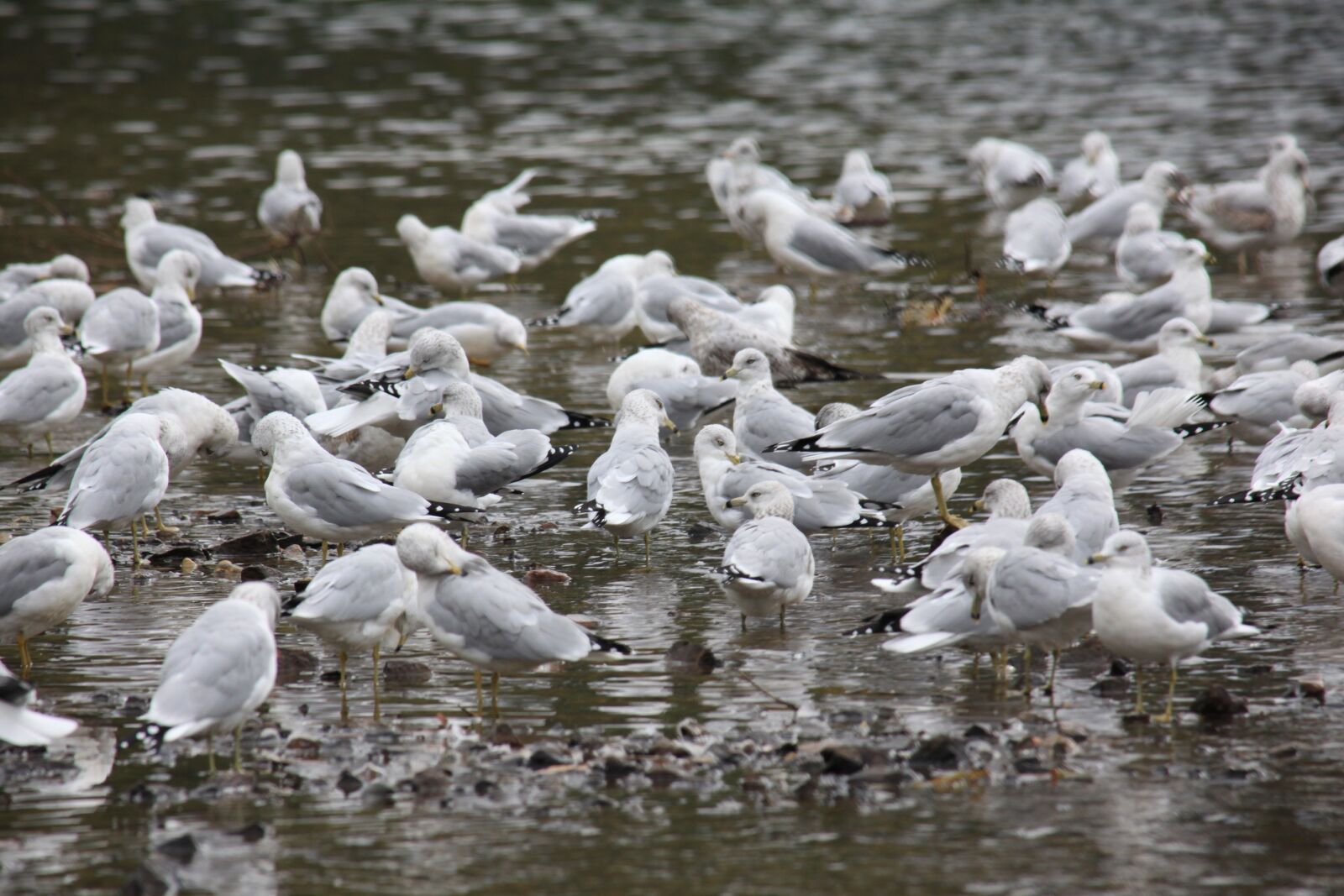 Canon EOS 5D Mark II sample photo. Sea gulls, birds, animals photography