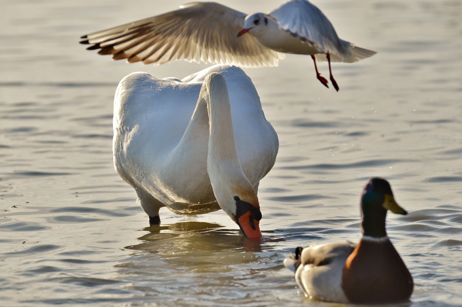 Nikon D3200 sample photo. Swan, seagull, duck photography