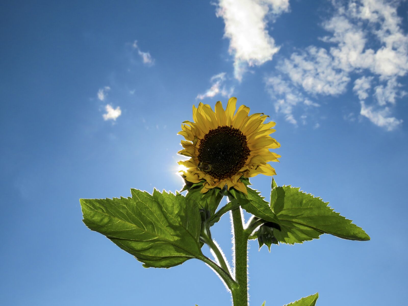 Canon PowerShot SX60 HS sample photo. Flower, sunflower, sky photography