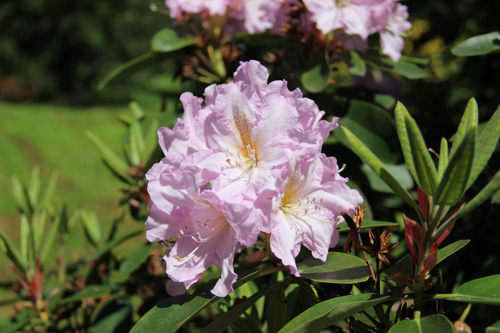 Canon EF-S 18-135mm F3.5-5.6 IS sample photo. Rhododendron, flower, spring photography