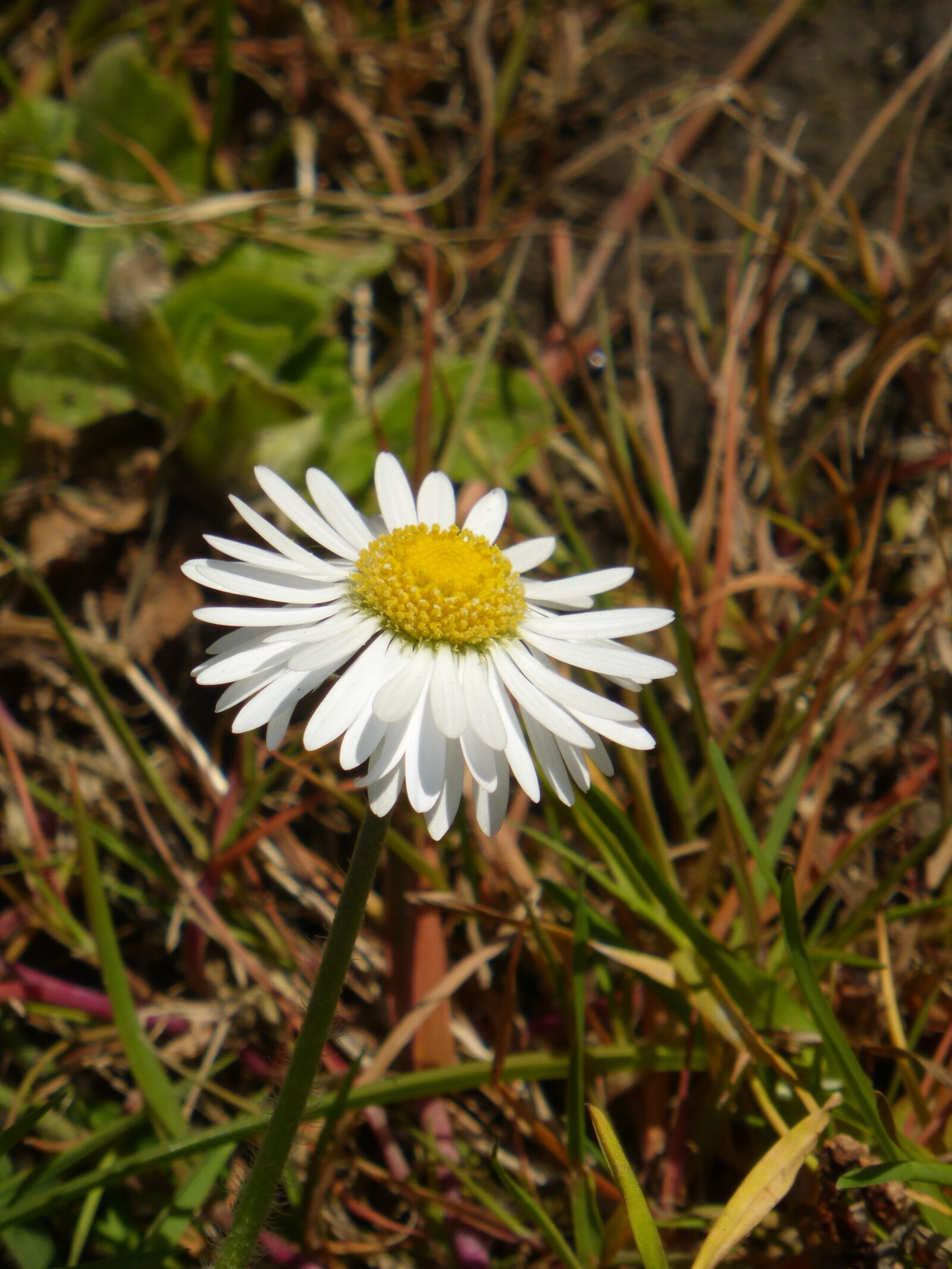 Panasonic Lumix DMC-ZS25 (Lumix DMC-TZ35) sample photo. Daisy, weed, nature photography