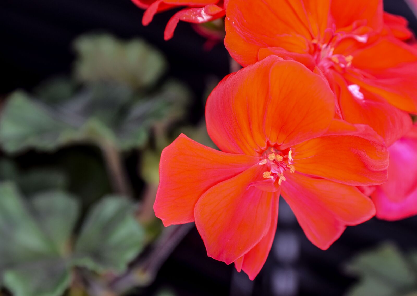 Nikon D5300 sample photo. Nutmeg, flower, červena photography