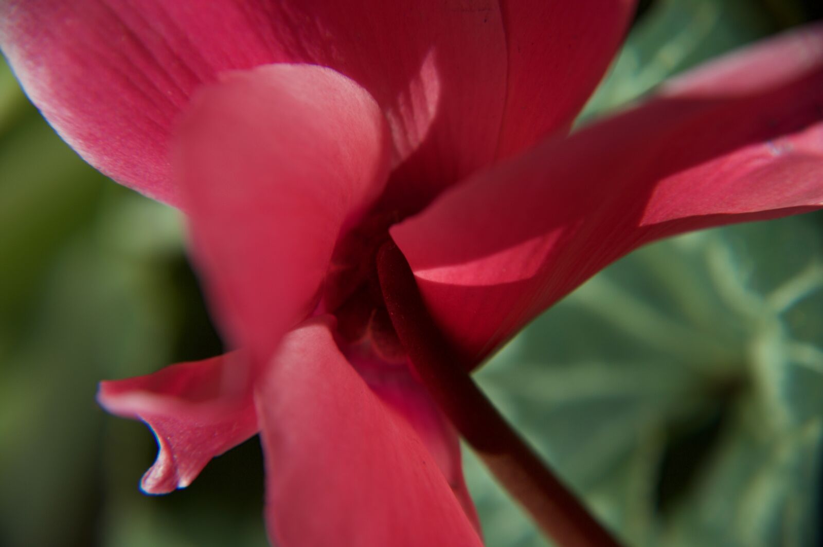 Nikon D3200 sample photo. Abstract, flower, garden, macro photography