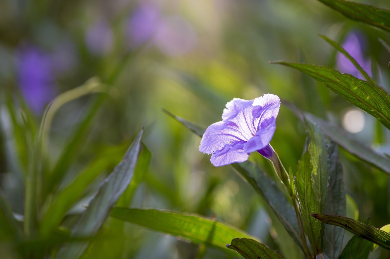 Nikon D4S sample photo. Flower, dusk, grass photography