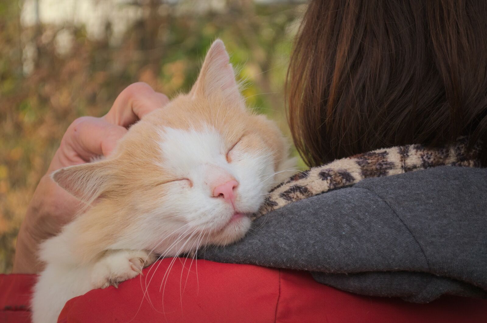 Nikon D3100 sample photo. Cute, animals, cat photography