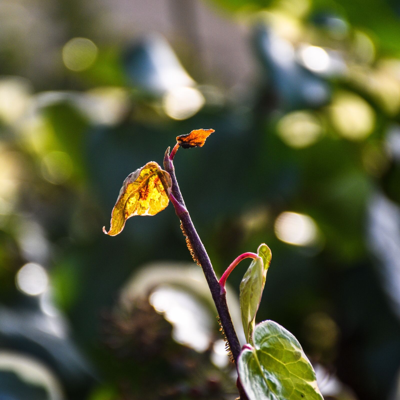 Nikon D5600 sample photo. Foliage, bud, plant photography