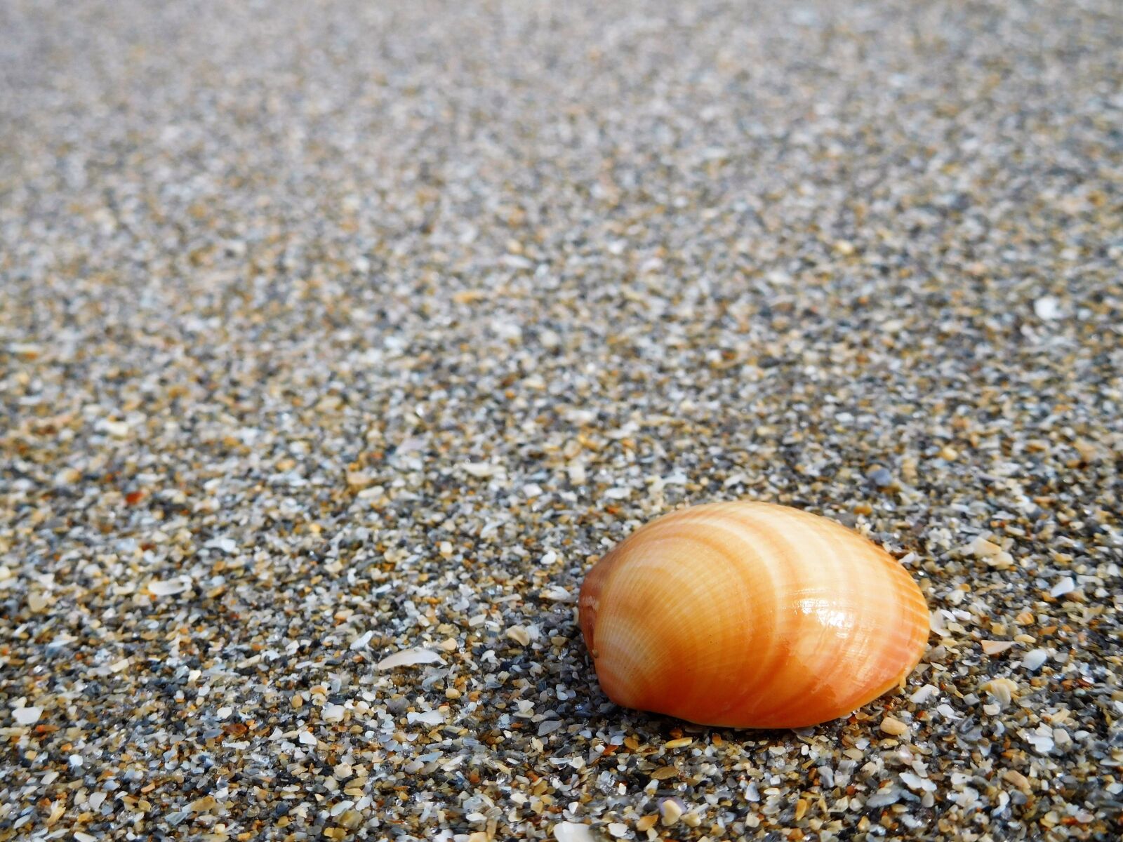 Nikon Coolpix S7000 sample photo. Shell, sand, beach photography