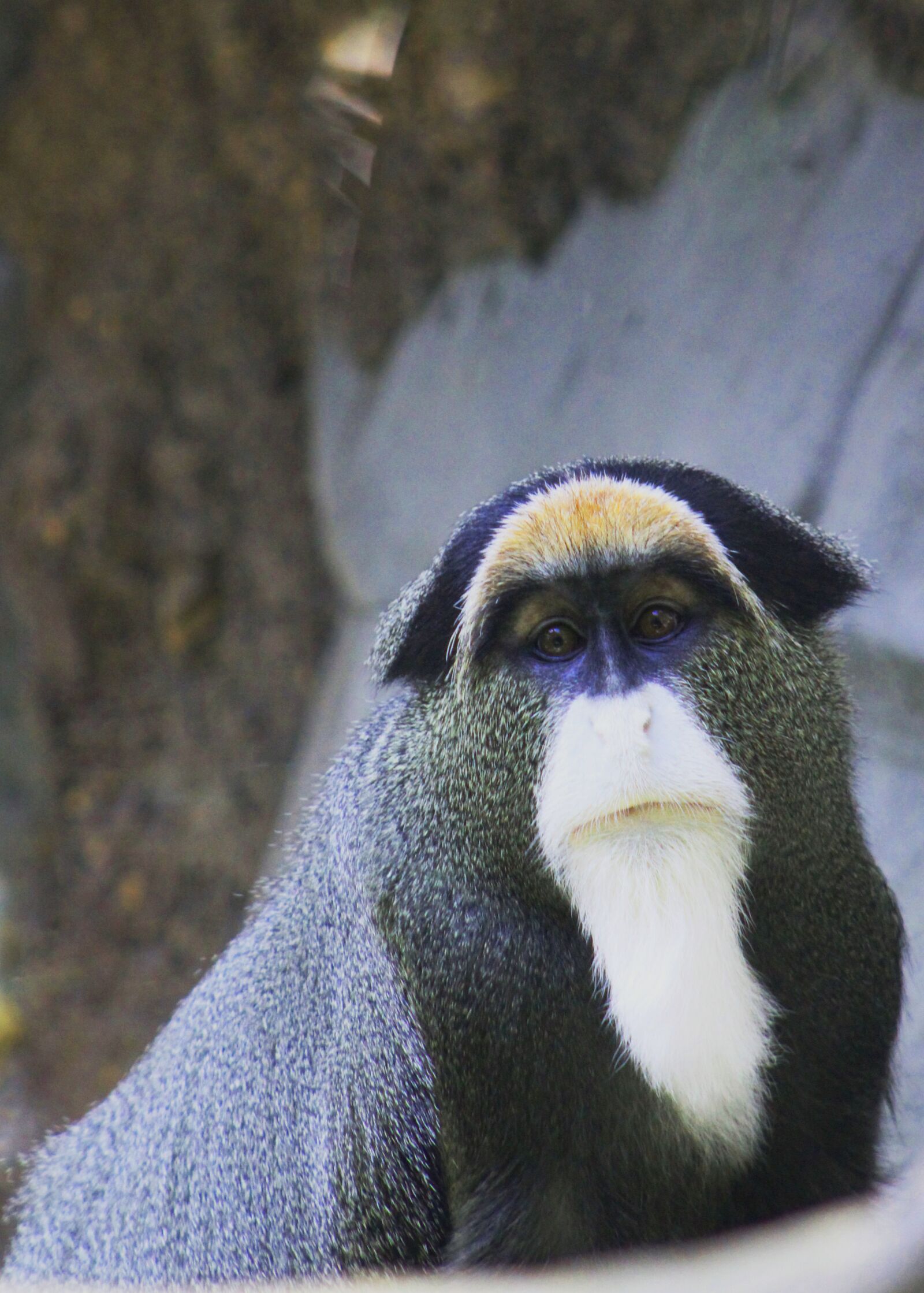 Canon EOS 1300D (EOS Rebel T6 / EOS Kiss X80) sample photo. Smile, monkey, primate photography