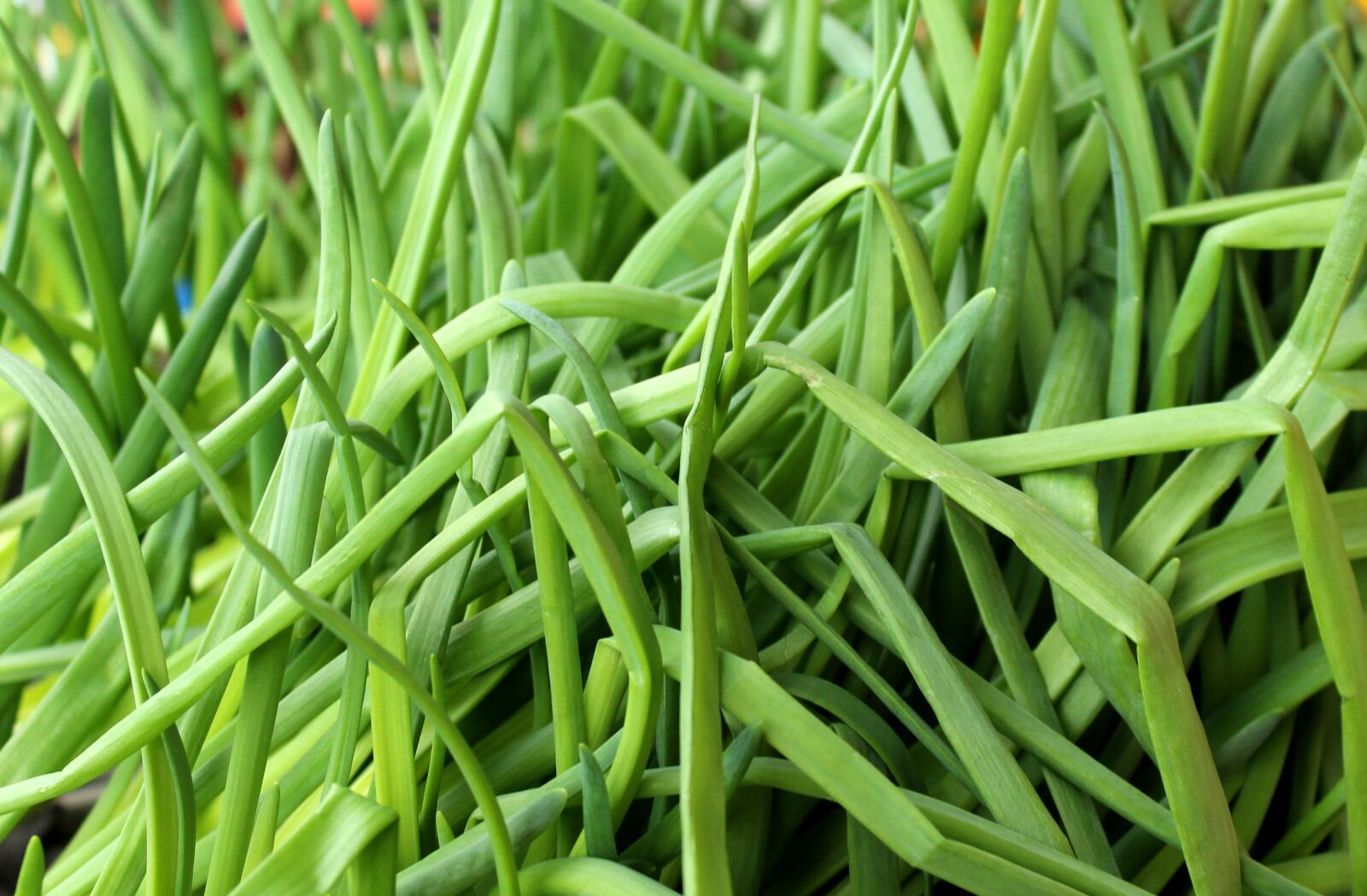 Canon EOS 1200D (EOS Rebel T5 / EOS Kiss X70 / EOS Hi) sample photo. Chives, onion, green photography