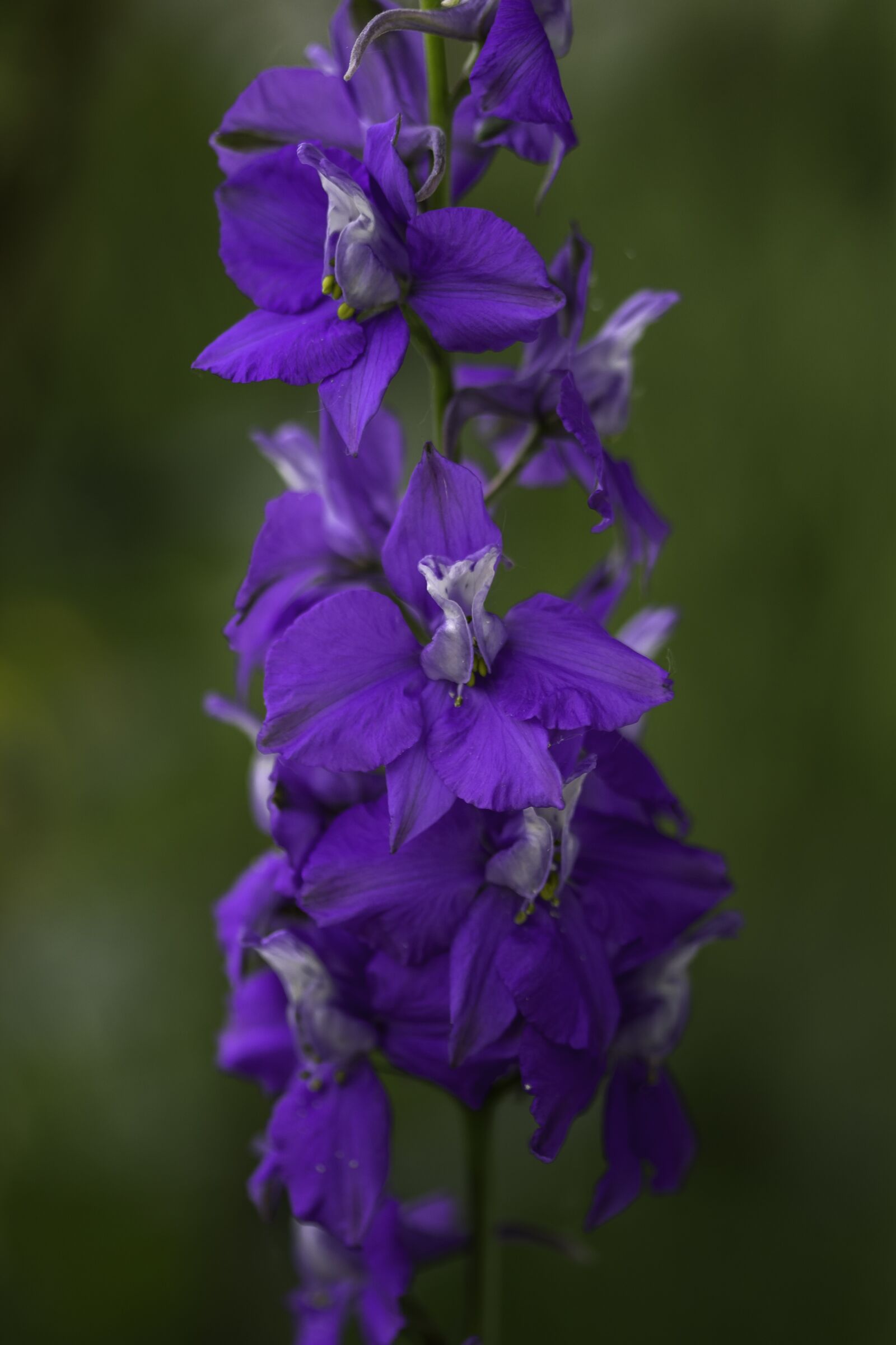 Canon EF-S 60mm F2.8 Macro USM sample photo. Flower, nature, purple flower photography