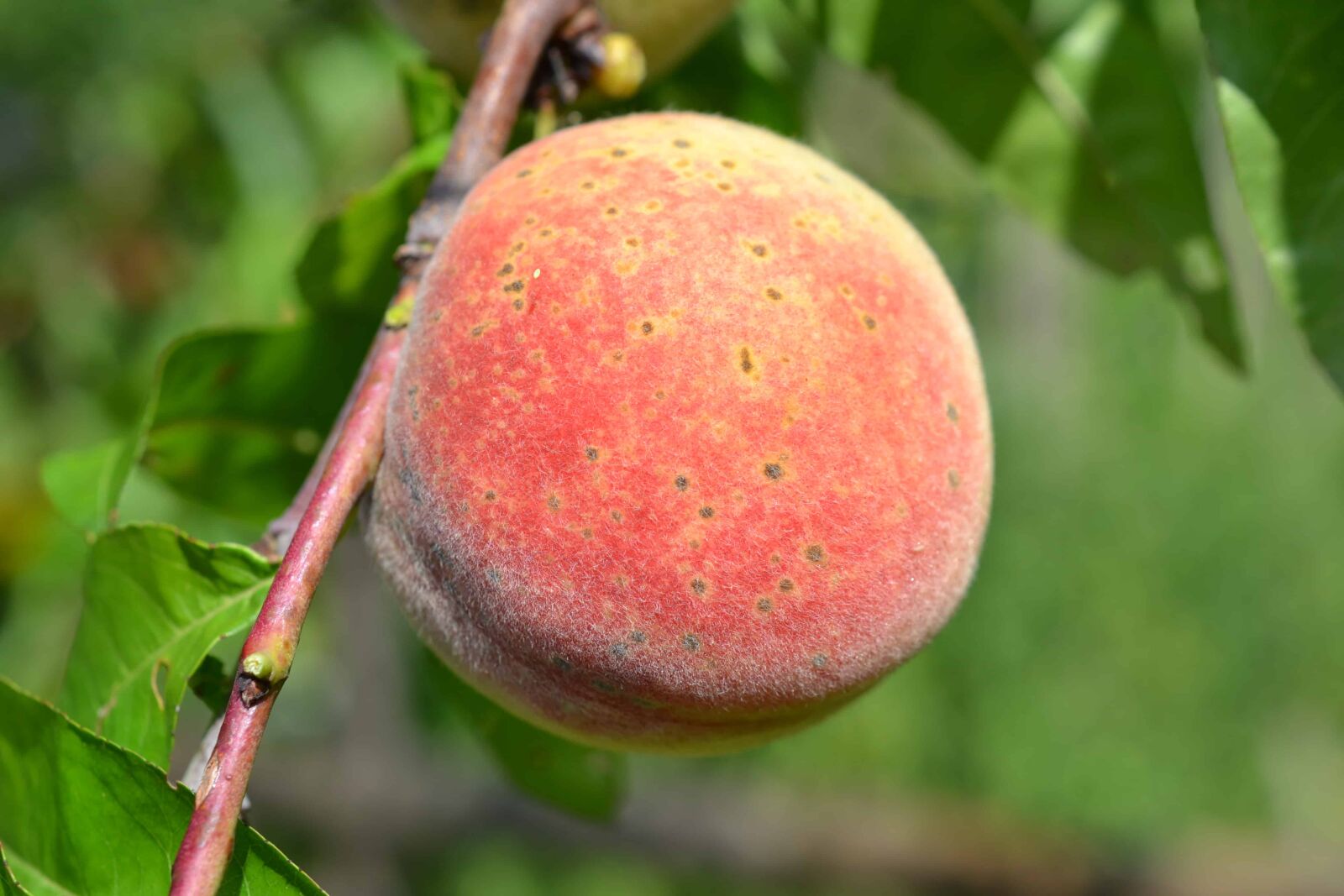 Nikon D3100 + Nikon AF-S DX Micro Nikkor 40mm F2.8 sample photo. Peach, orchard, nature, food photography