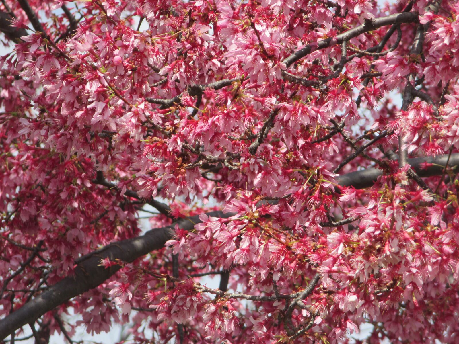 Canon PowerShot ELPH 130 IS (IXUS 140 / IXY 110F) sample photo. Tree, branch, cherry photography