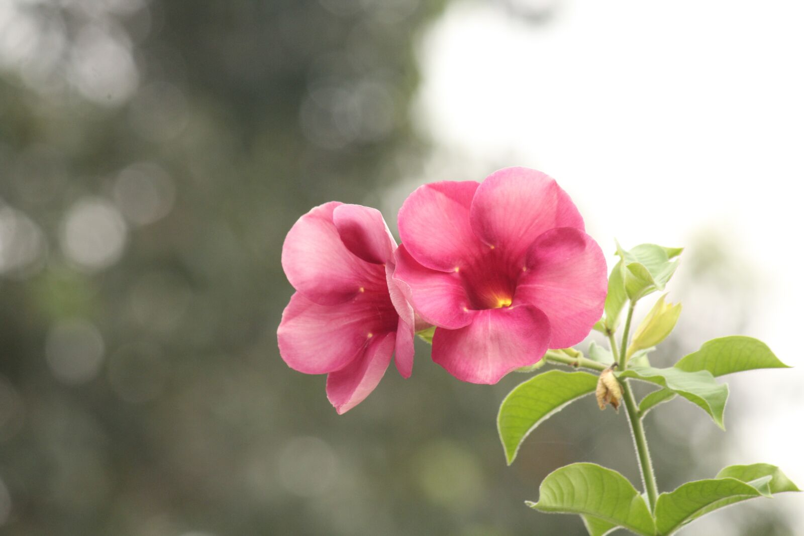 Canon EOS 1300D (EOS Rebel T6 / EOS Kiss X80) sample photo. Flower, pink, nature photography