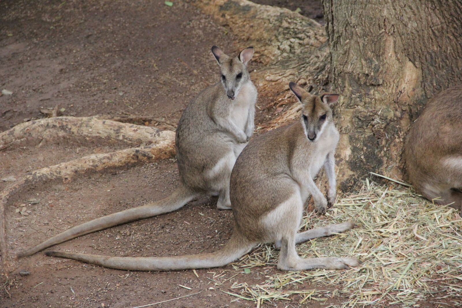 Canon EOS 60D sample photo. Kangaroo, twins, sameness photography