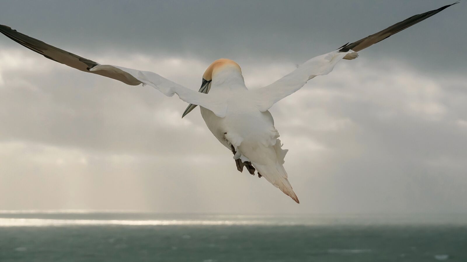 Sony DT 55-300mm F4.5-5.6 SAM sample photo. Northern gannet, sea bird photography
