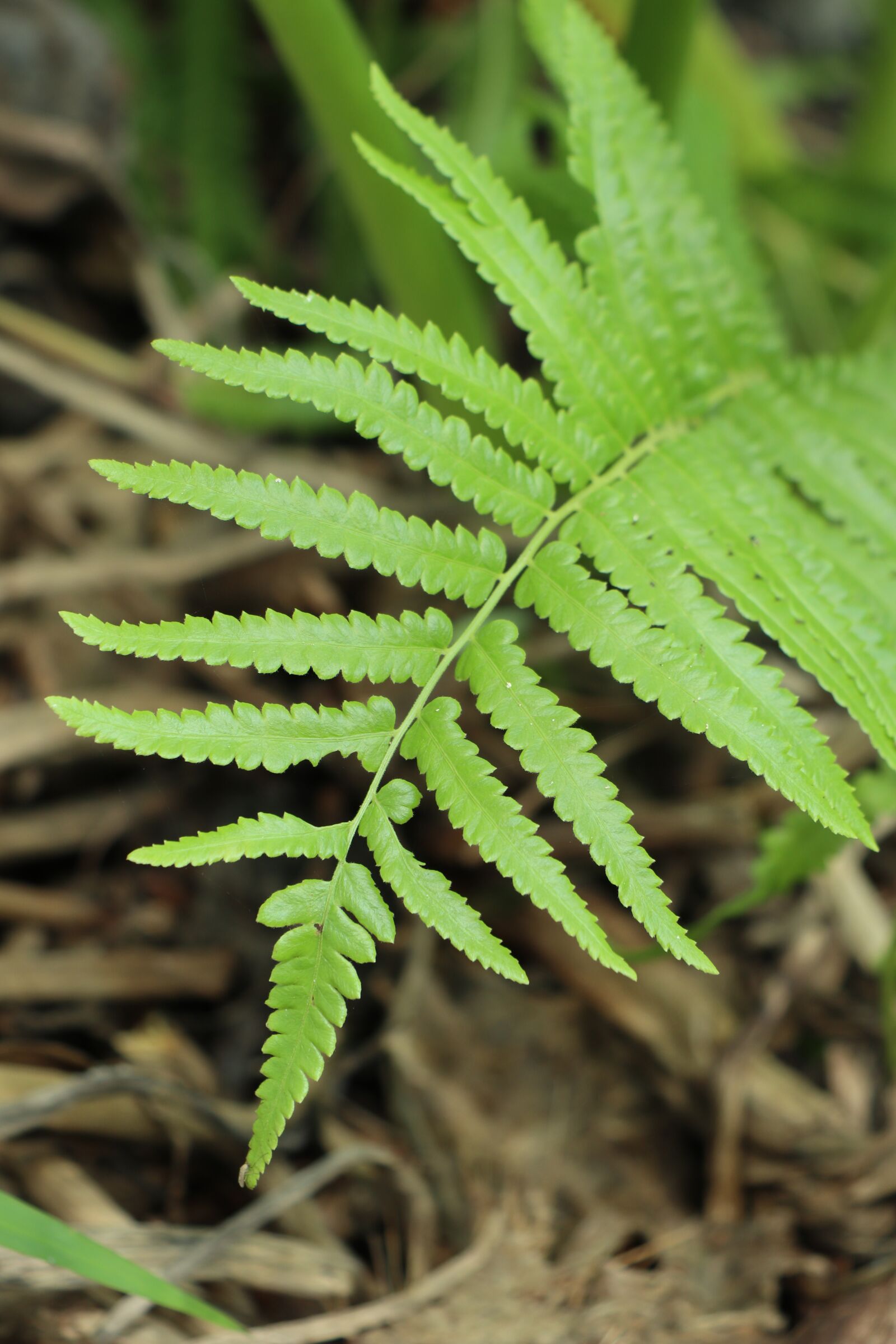 Canon EOS M6 sample photo. Fern, nature, green photography