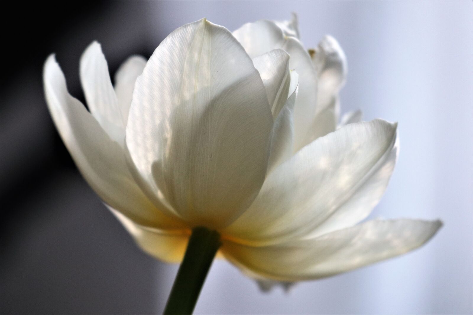 Canon EF-M 18-150mm F3.5-6.3 IS STM sample photo. Tulip, light, the petals photography