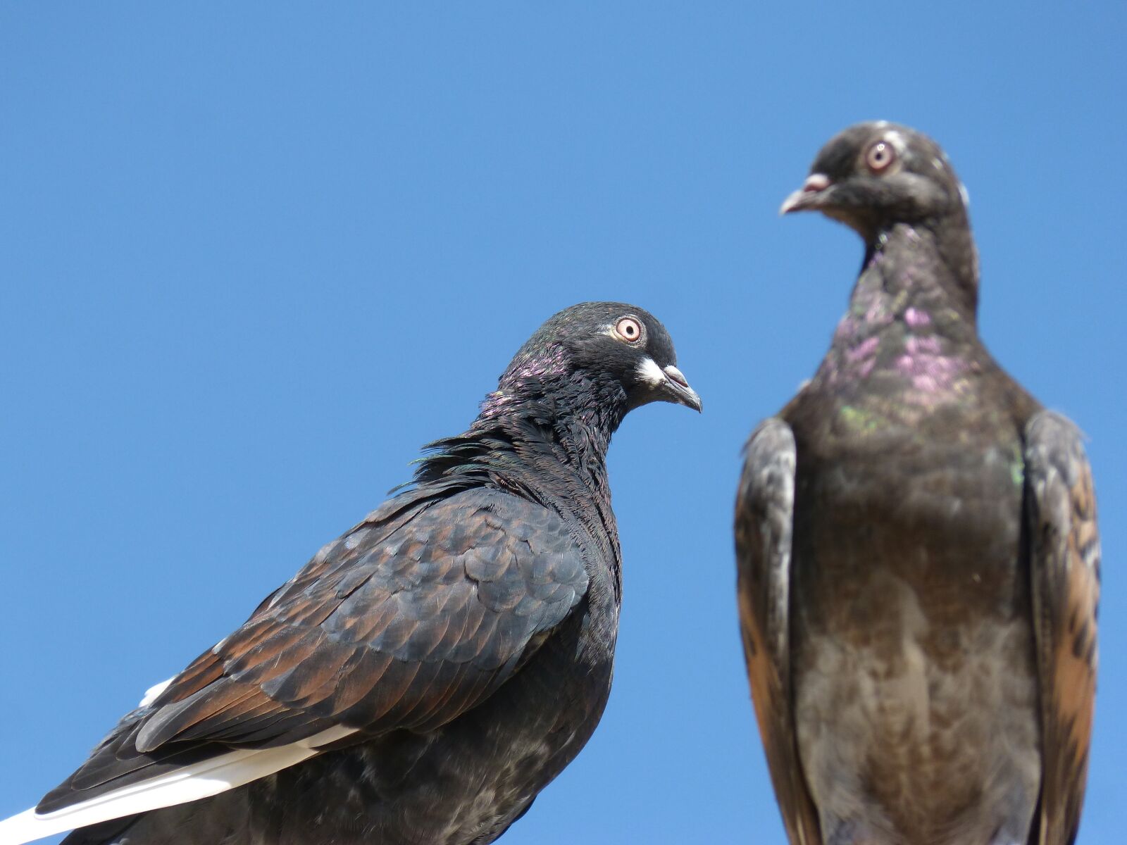 Panasonic DMC-FZ62 sample photo. Pigeons, paloma, couple photography