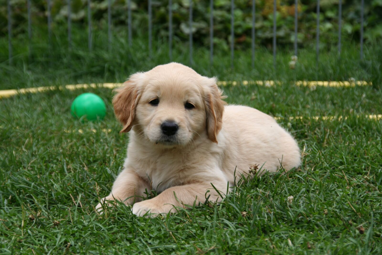 Canon EOS 350D (EOS Digital Rebel XT / EOS Kiss Digital N) sample photo. Golden retriever puppy, dog photography