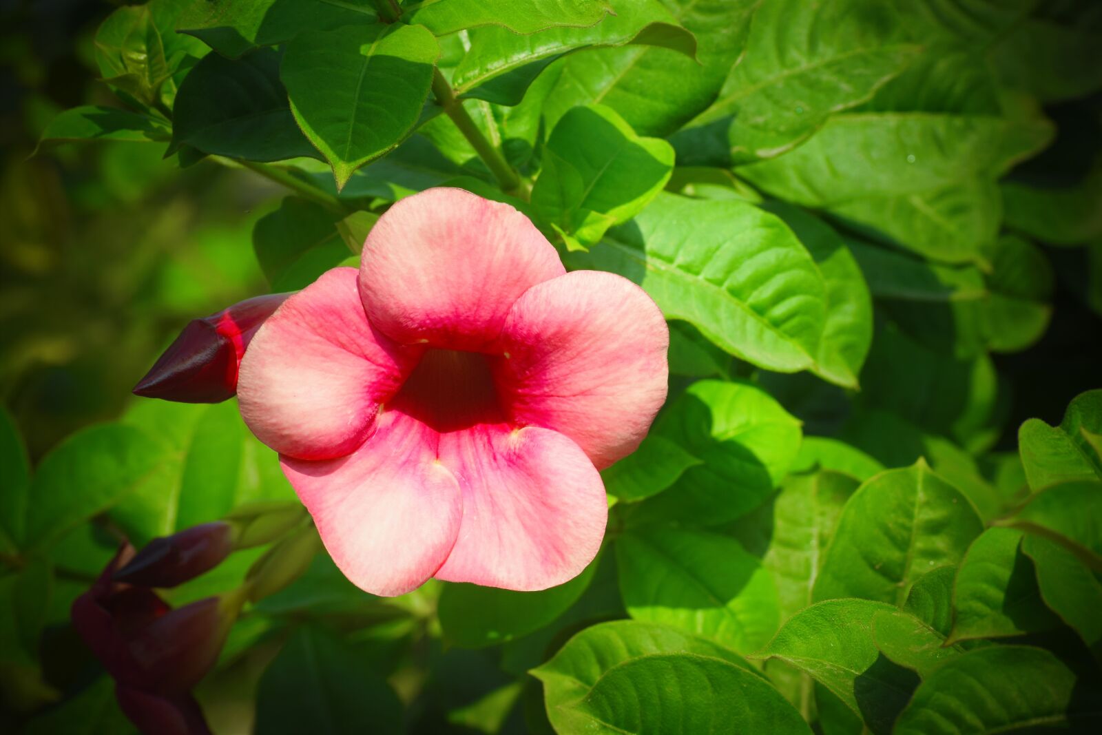 Nikon D5600 sample photo. Nature, flora, flower photography