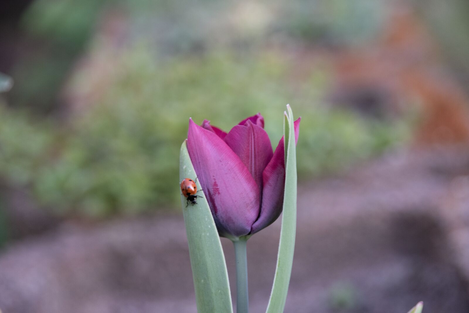 Nikon D5500 sample photo. Tulip, ladybug, flower photography