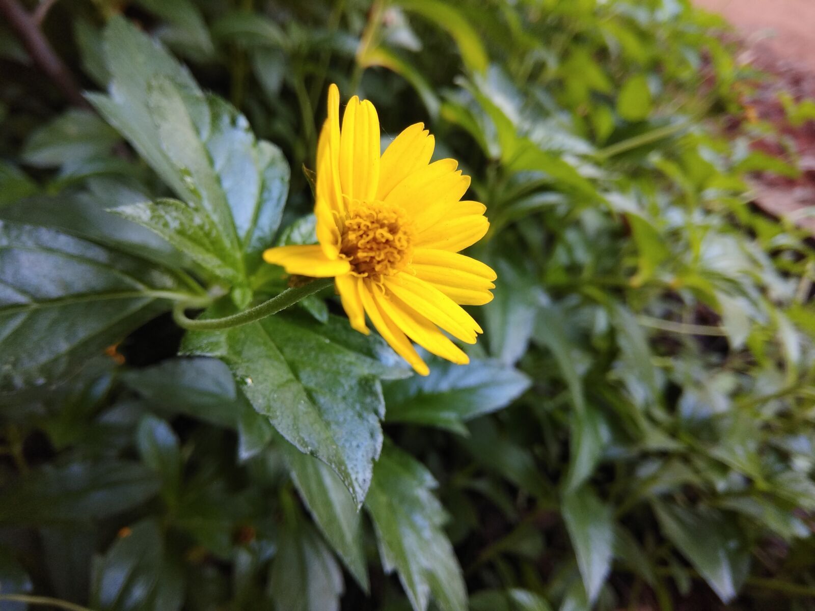 Xiaomi Redmi Note 4 sample photo. Flower, yellow, beautiful photography