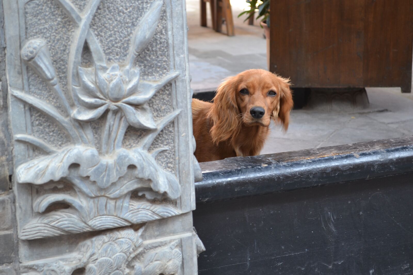 Nikon D3100 sample photo. Dog, asia, doorway photography