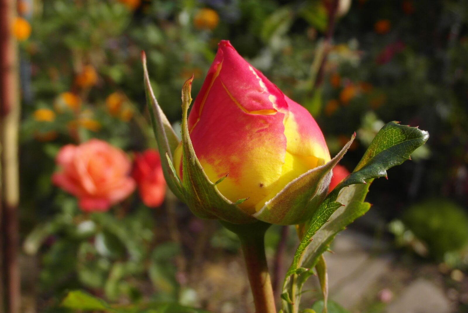 Samsung WB750 sample photo. Bud, rose, garden photography