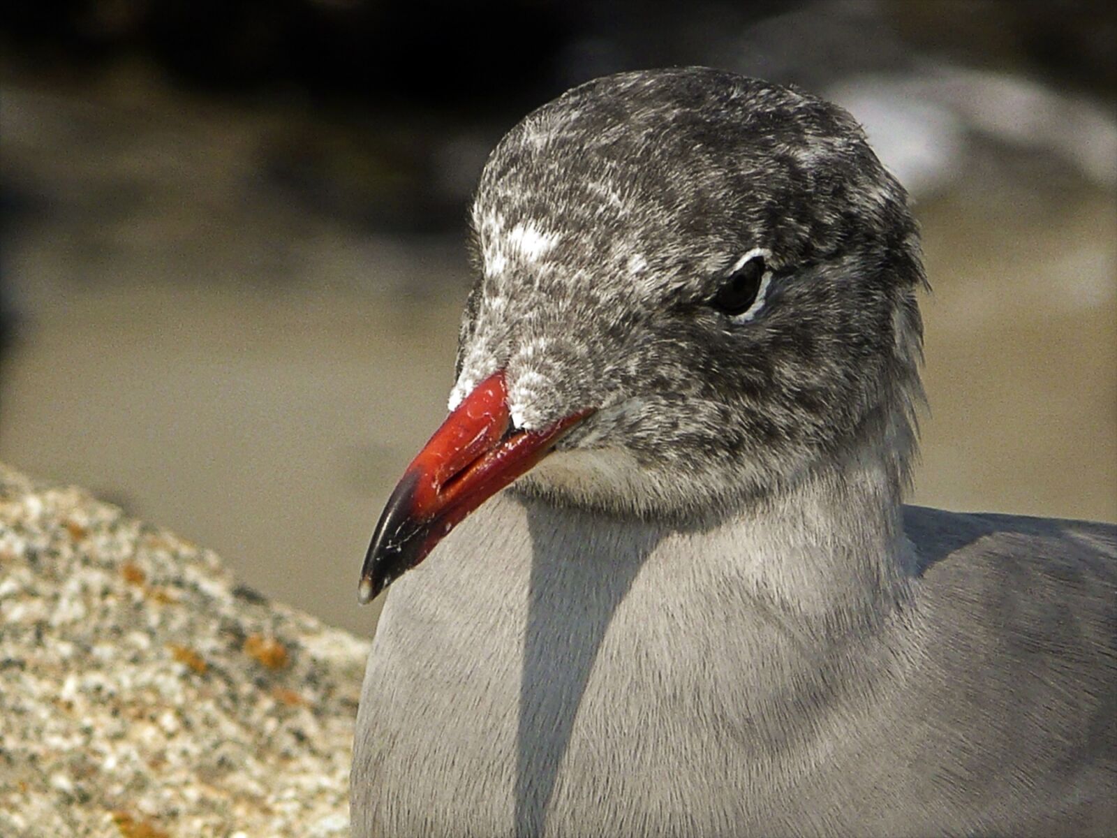 Panasonic DMC-TZ3 sample photo. Seagull, bird, waterbird photography