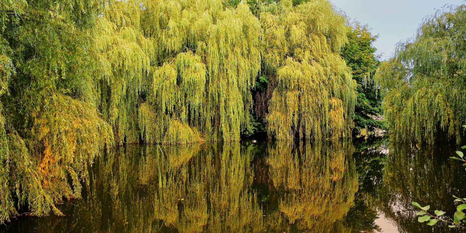 HUAWEI P20 sample photo. Lake, pasture, weeping willow photography