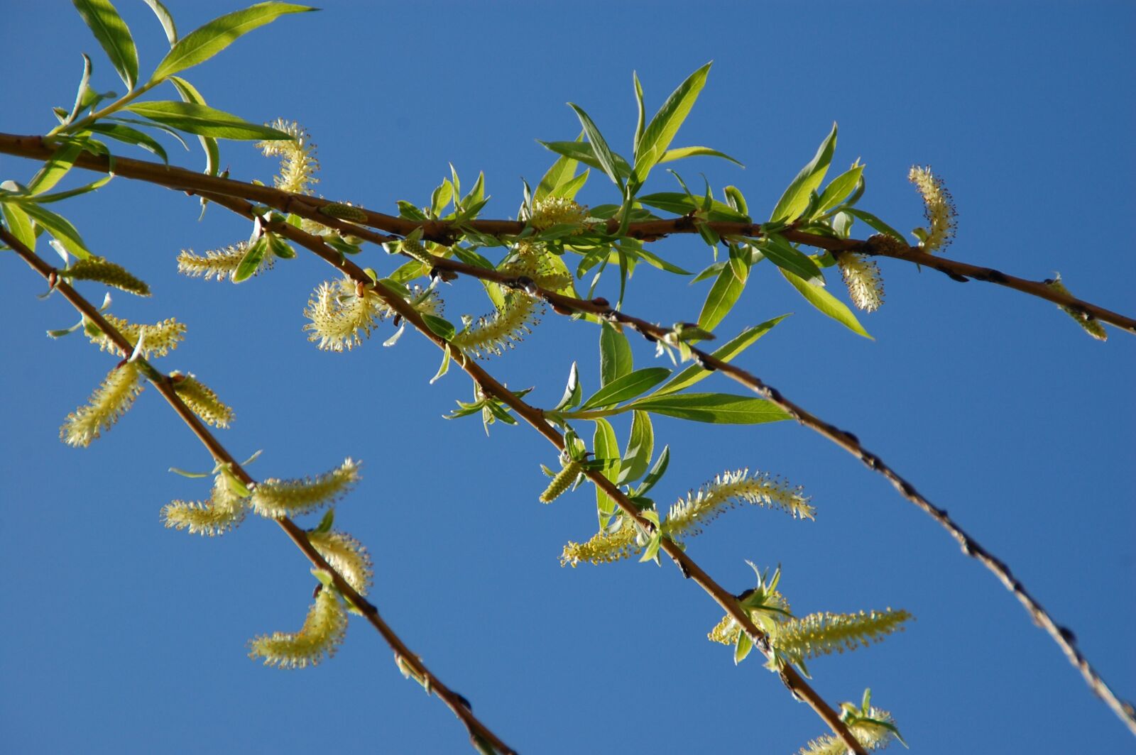 Nikon D40 sample photo. Branch, tree, spring photography
