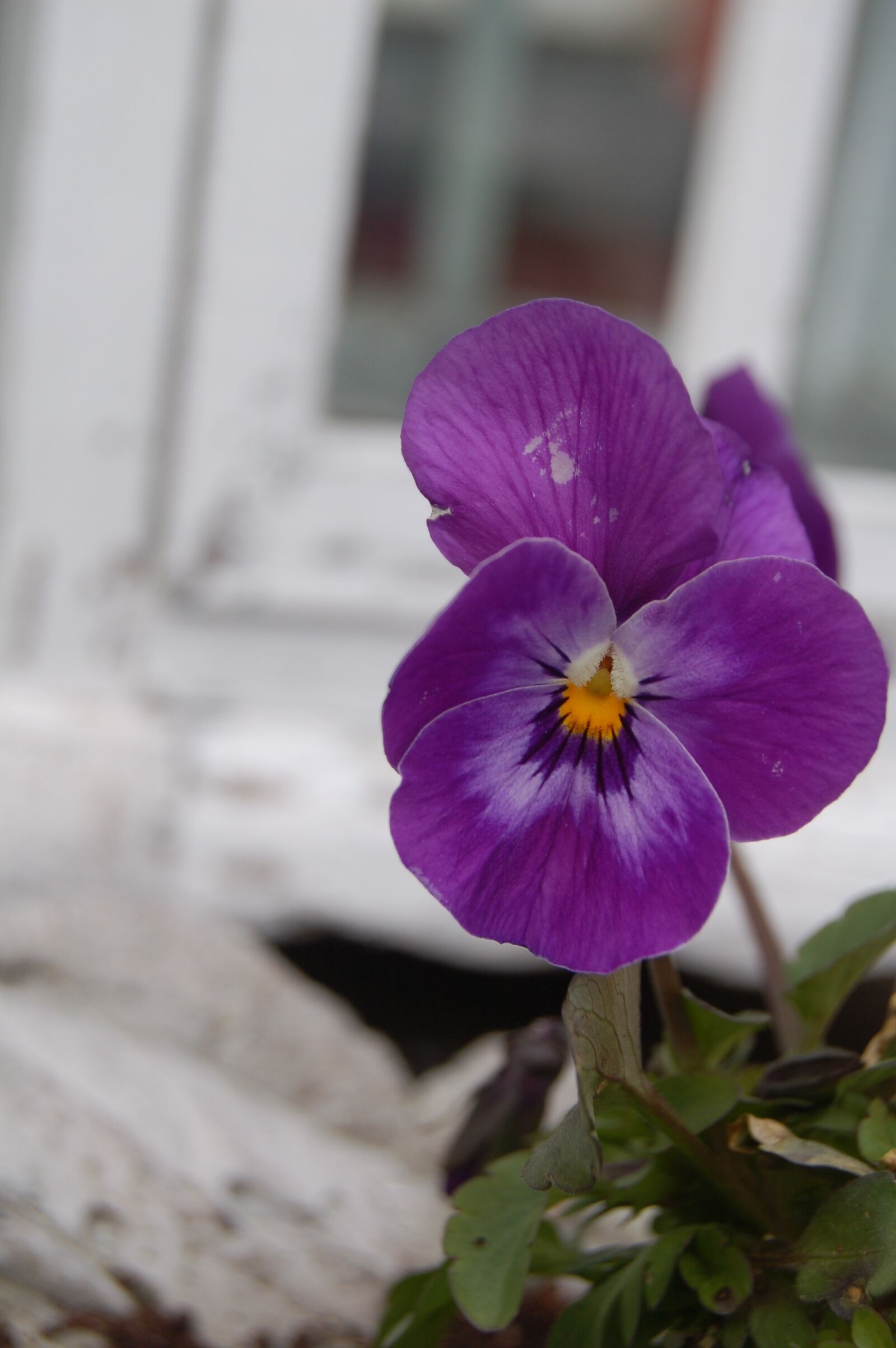 Nikon D50 sample photo. Flower, pansy, plant photography