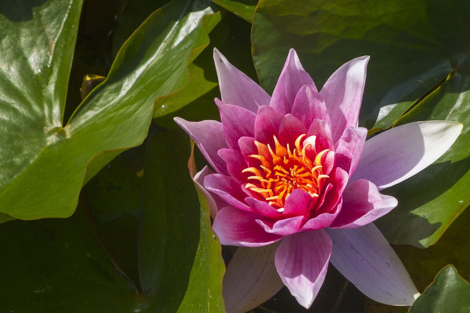 Canon EOS 5D Mark II sample photo. Plant, flower, blossom photography