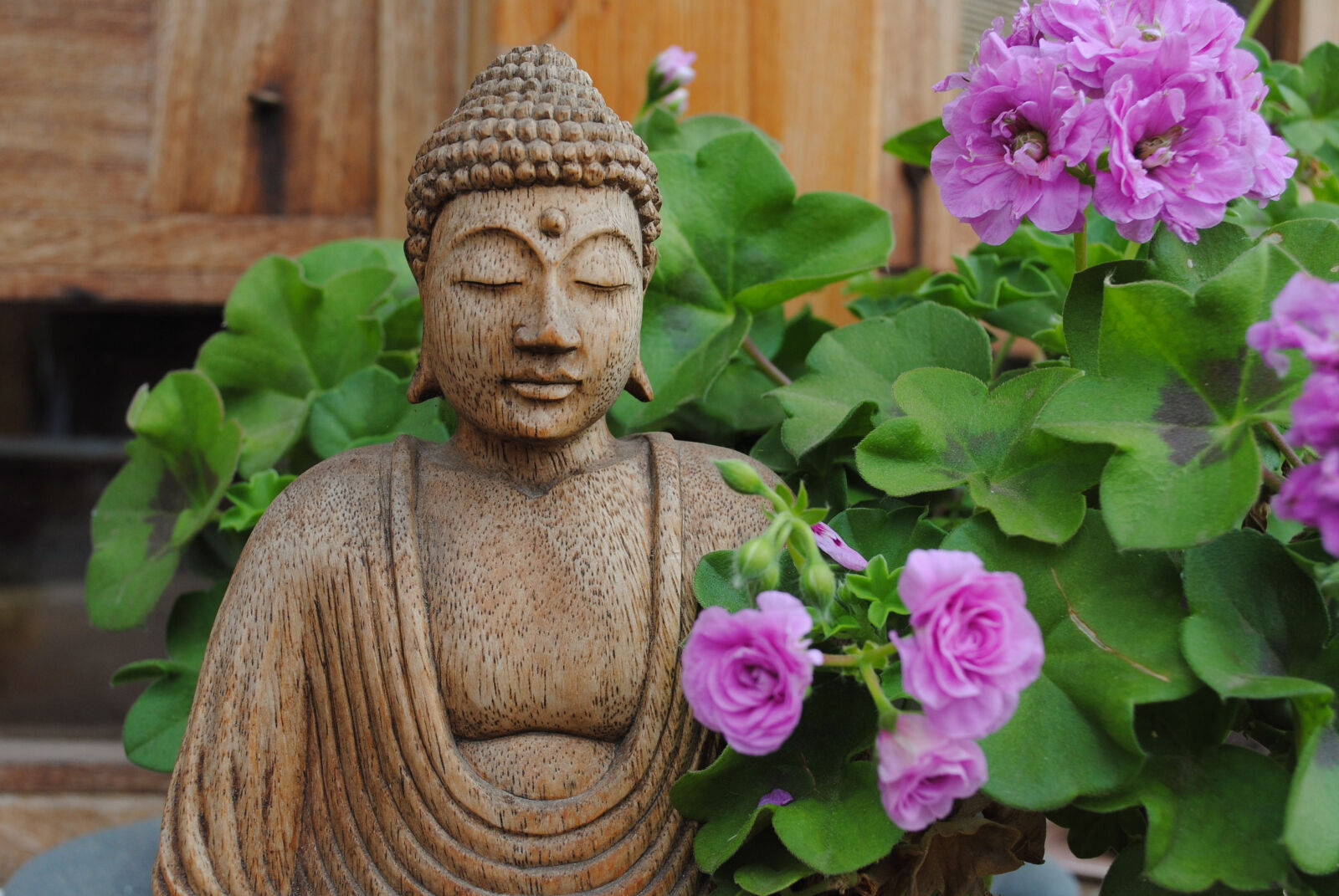 Nikon D3000 sample photo. Beautiful, beautiful, flowers, buddha photography