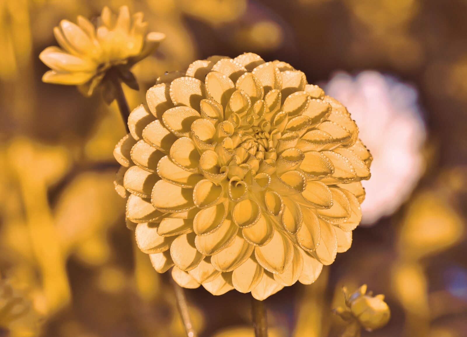 Nikon D7200 sample photo. Dahlia, dahlias bud, drop photography