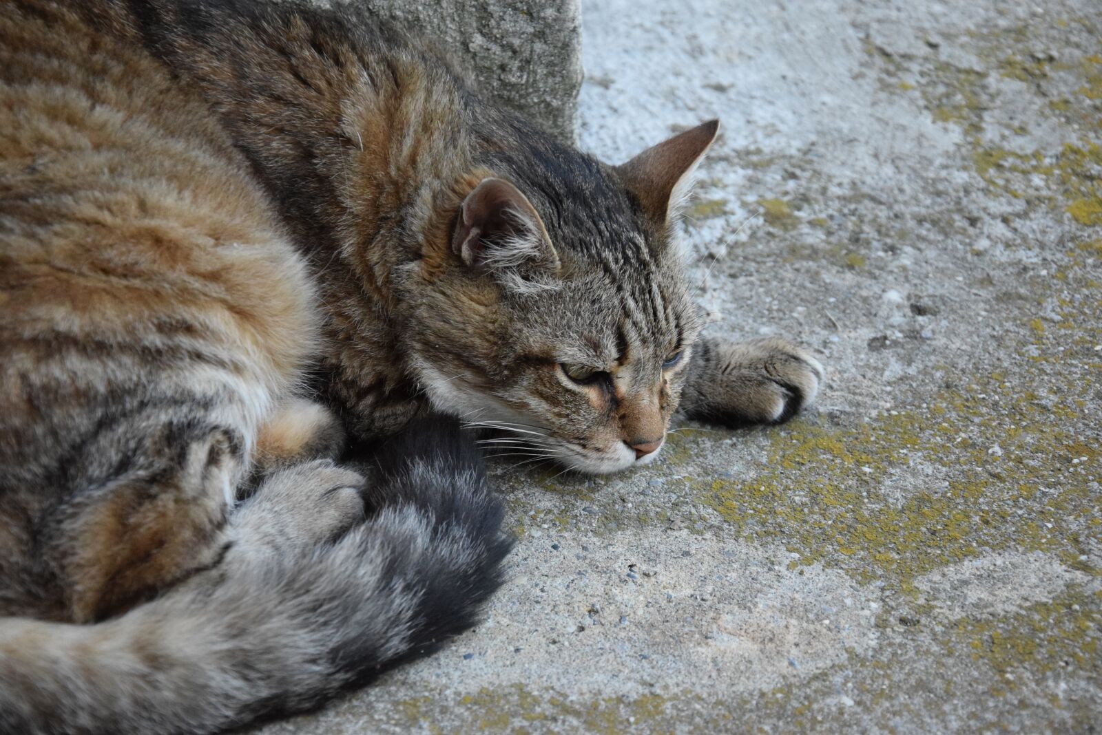 Nikon D5300 sample photo. Cat, animal, domestic animal photography