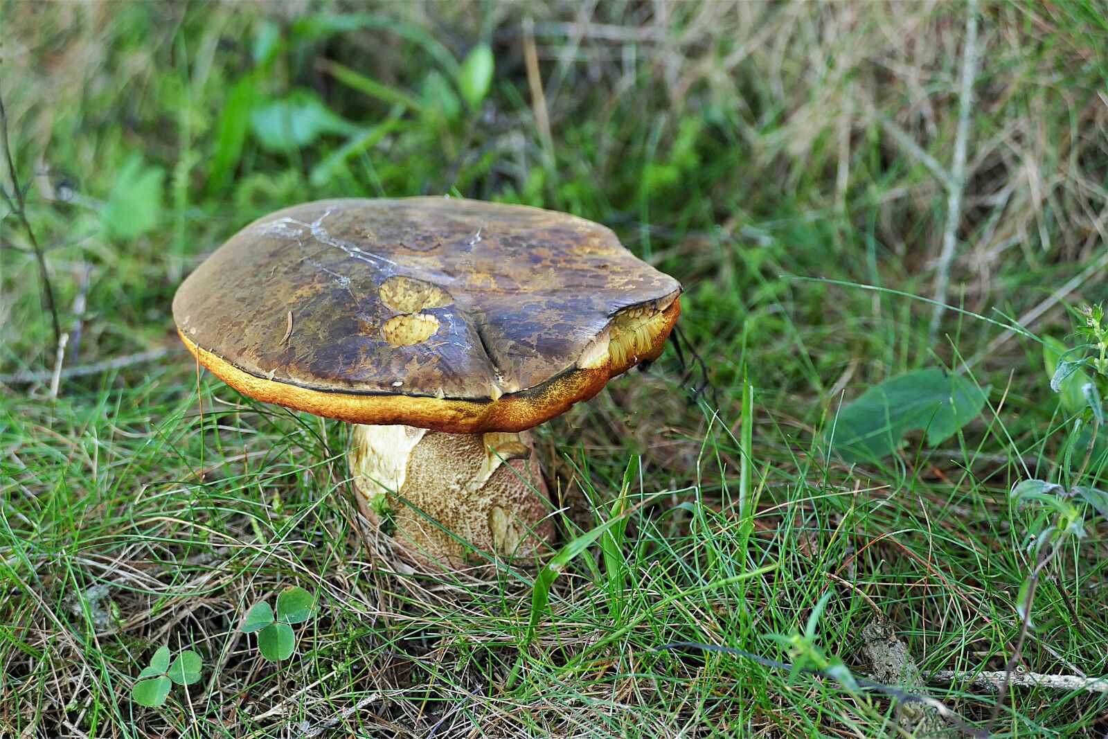 Panasonic Lumix DMC-FZ1000 sample photo. Mushroom, forest floor, forest photography