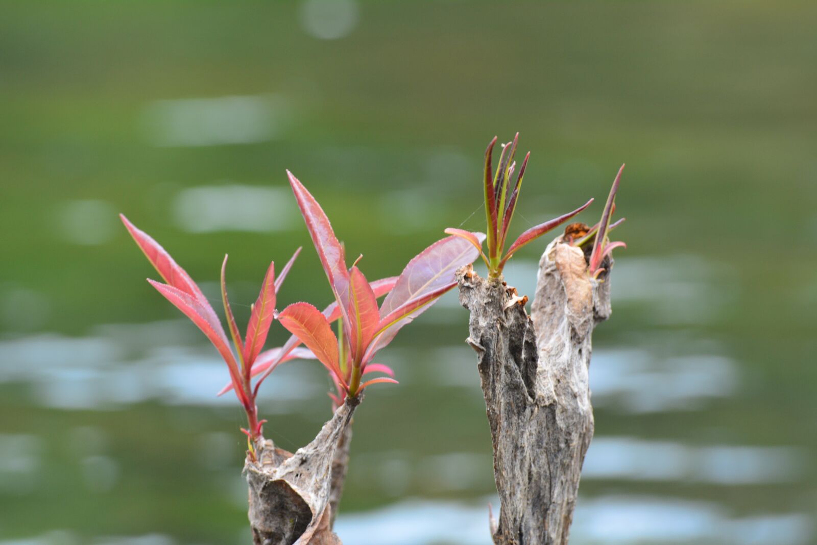 Nikon D5200 sample photo. Budding leave, relax, ta photography