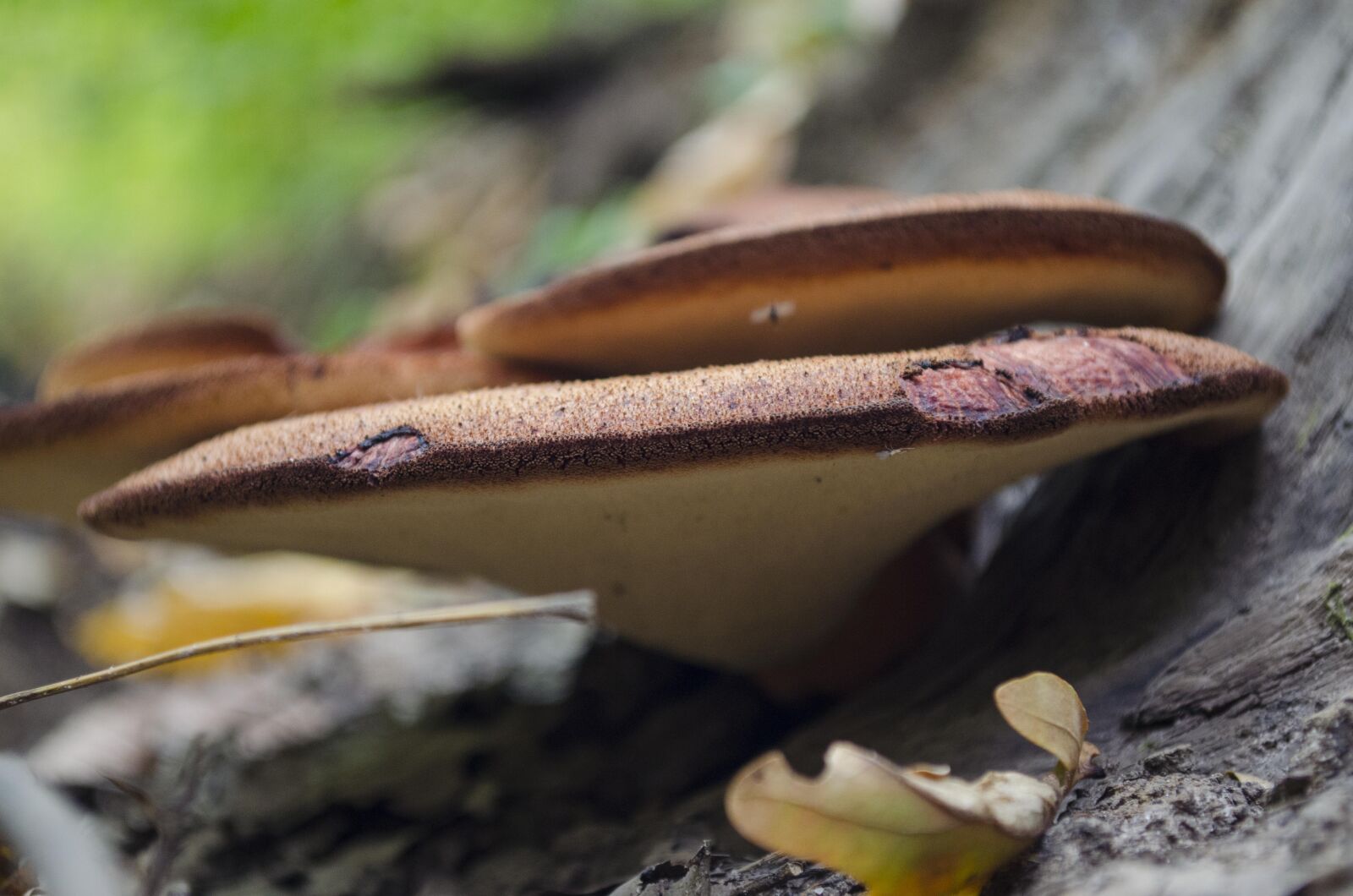 Nikon D5100 sample photo. Autumn, nature, mushrooms photography