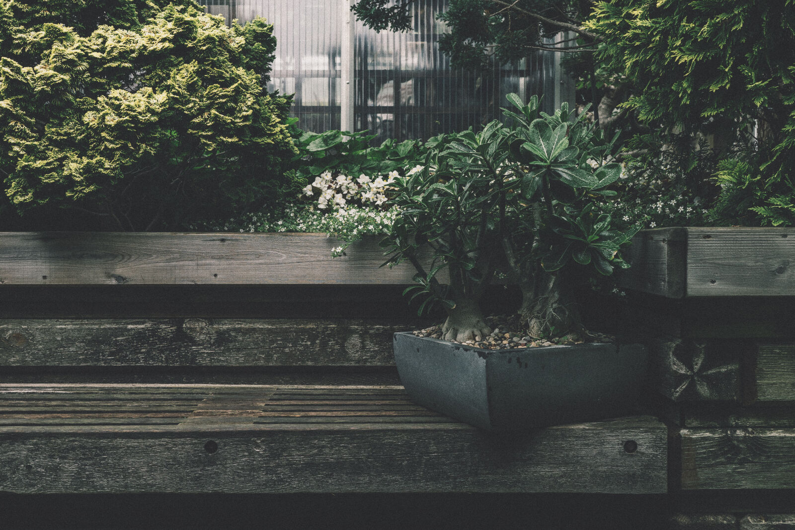 Sony a7 II sample photo. Black, plant, box, on photography