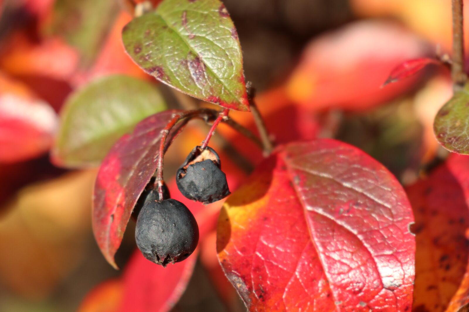 Canon EOS M6 sample photo. Bush, foliage, fruit photography