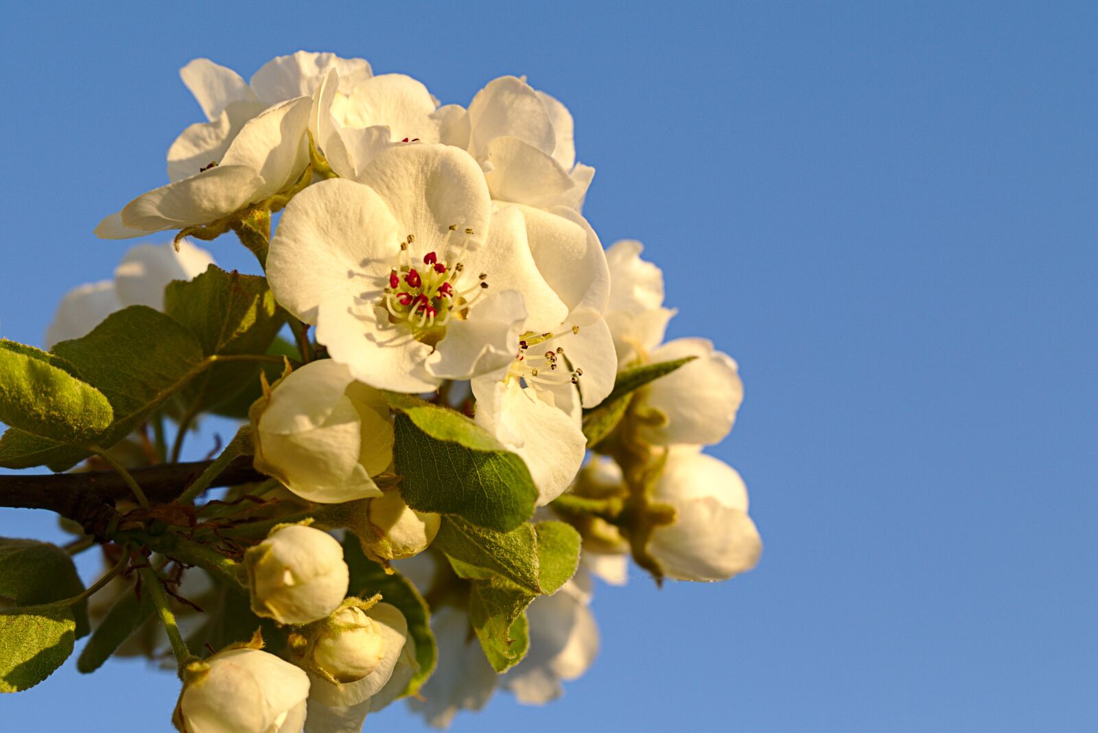 Canon EF 100mm F2.8L Macro IS USM sample photo. Pear blossom, pear, spring photography