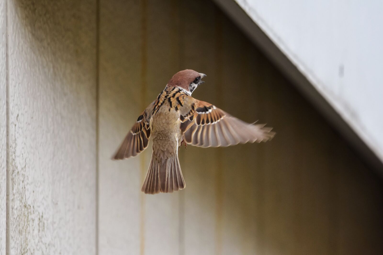 Nikon D7200 sample photo. Animal, bird, wild birds photography