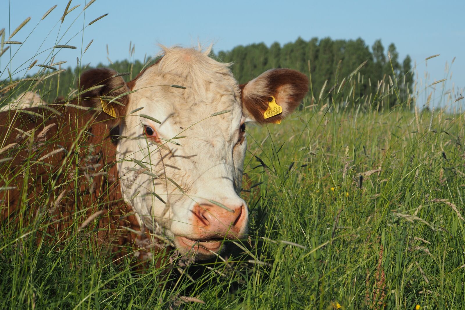 Olympus OM-D E-M10 + OLYMPUS M.12-50mm F3.5-6.3 sample photo. Cow, meadow, grass photography