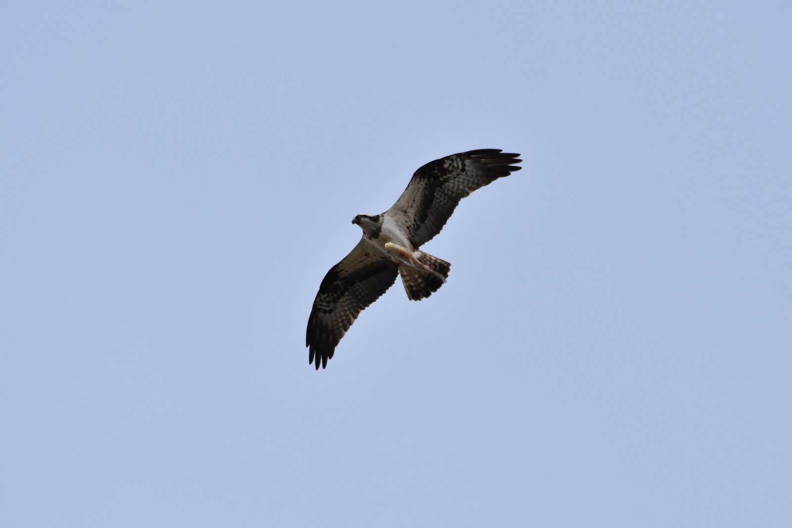 Nikon D7200 sample photo. Animal, sky, bird photography