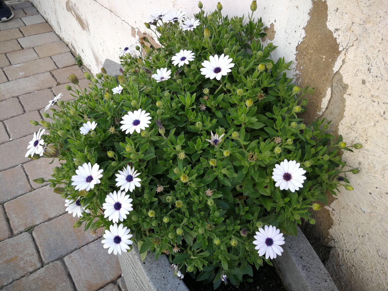 HUAWEI P10 sample photo. Flower, white, spring photography
