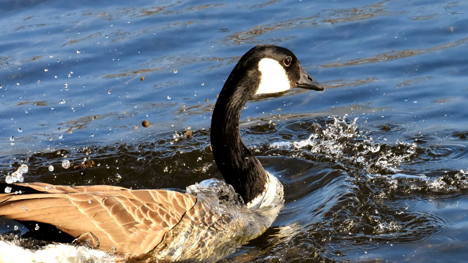 Nikon D7200 sample photo. Goose, bank, water photography