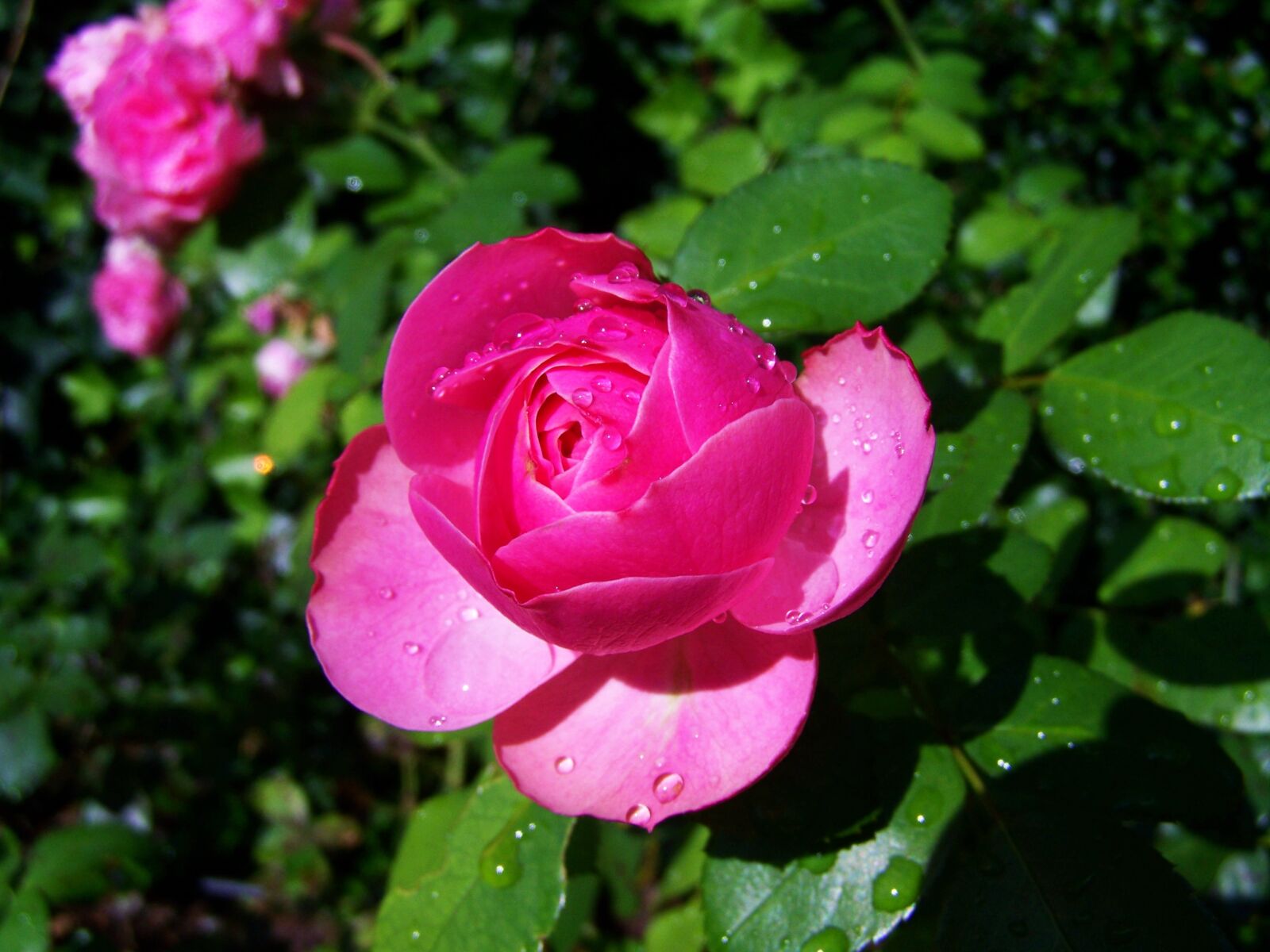 Kodak EASYSHARE ZD710 ZOOM DIGITAL CAMERA sample photo. Rose es cseppes, pink photography