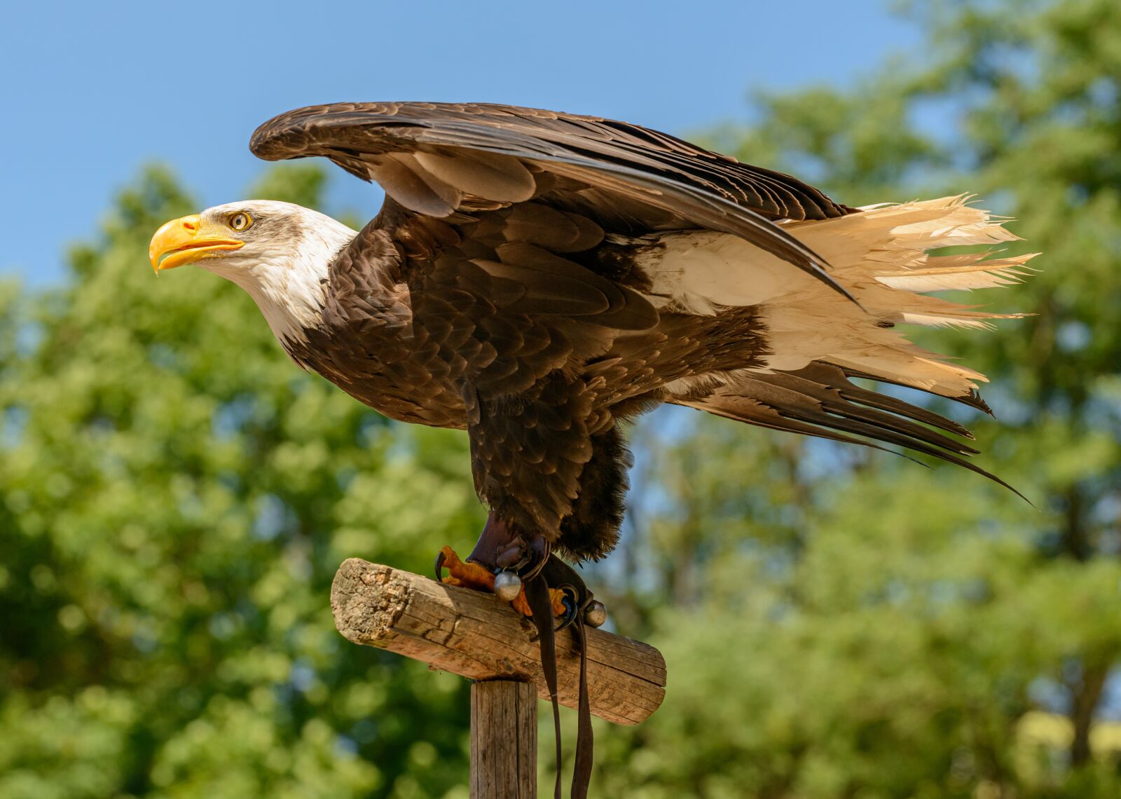 Nikon D800E sample photo. Eagle, bird, predator photography
